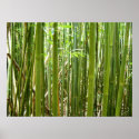 Hawaiian Bamboo posters