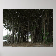 Hawaiian Banyan Tree - Hilo City Posters