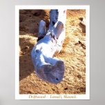 Hawaiian Beach Driftwood Poster