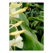 Hawaiian Chameleon Cards