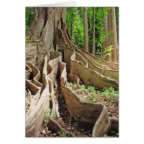 Hawaiian Fig Tree Greeting Cards