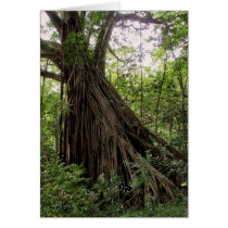 Hawaiian Fig Tree Greeting Card