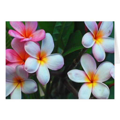 Hawaiian flower card