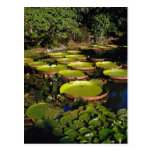 Hawaiian Giant Lily Pads Postcards