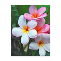 Hawaiian Hibiscus Flower postcard