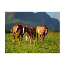 Hawaiian Horses Post Card