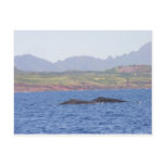 Hawaiian Humpback Whales Post Cards