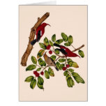 Hawaiian Iiwi Birds cards