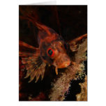 Hawaiian Lionfish Greeting Cards