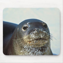 Hawaiian Monk Seal Mousepad