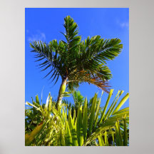 Hawaiian Palms Posters