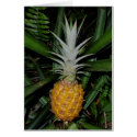 Hawaiian Pineapple cards