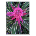Hawaiian Pink Pineapple cards