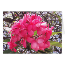 Hawaiian Pink Plumeria Cards