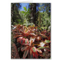 Hawaiian Pink Ti Plants cards