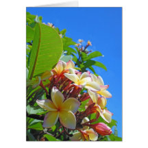 Hawaiian  Plumeria Card