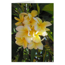 Hawaiian  Plumeria Greeting Card