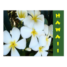 Hawaiian Plumeria Postcard