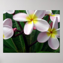 Hawaiian Plumeria Poster
