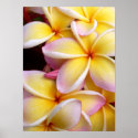 Hawaiian Plumeria posters