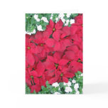 Hawaiian Poinsettias and Impatiens Greeting Cards