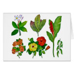 Hawaiian Tropical Botanicals cards