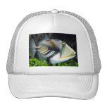 Hawaiian Tropical Fish Hat