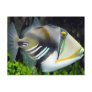 Hawaiian Tropical Fish Postcard