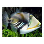 Hawaiian Tropical Fish Postcard