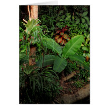 Hawaiian Tropical in Evening Light Greeting Cards
