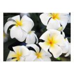Hawaiian White Plumeria Invitation