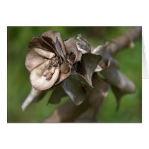 Hawaiian Woodrose Greeting Cards