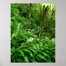 Hawaiian Yellow Ginger Posters