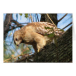 Hawk Card