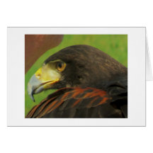 Hawk Cards