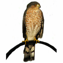 Hawk Christmas Hanging Acrylic