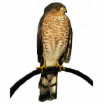 Hawk Christmas Hanging Acrylic photo sculptures