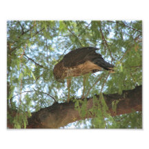 Hawk in a Tree Photograph