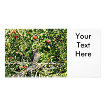 Hawk In Apple Tree Photo Photo Card