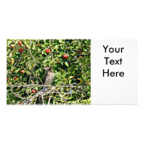 Hawk In Apple Tree Photo Photo Card