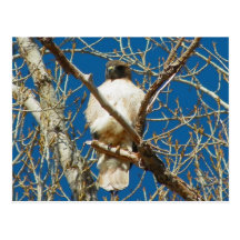 Hawk Off Hwy 89 Postcard