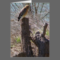 HAWK on the Riverbank cards