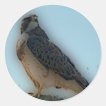 'Hawk Perched on a Post' Sticker