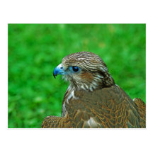 Hawk Postcard