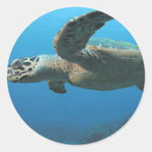 Hawks Bill Turtle Stickers