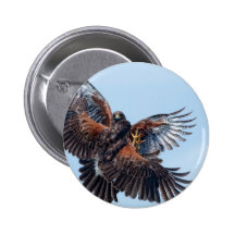 Hawks Fight for Control of the Sky Button