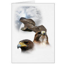 Hawks Greeting Card