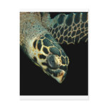 Hawksbill Angel Post Card