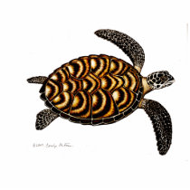 Hawksbill Sea Turtle Photo Sculpture