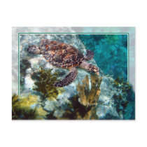Hawksbill Sea Turtle, US Virgin Islands Postcard